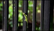 Green Anole Shows His Dewlap