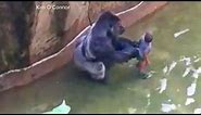Gorilla Killed After Child Falls Into Zoo Habitat