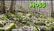 Is moss a plant?