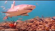 Coral City Camera (Miami's Underwater Livestream)