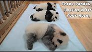 Three Pandas Sleeping Under Your Nose! | iPanda