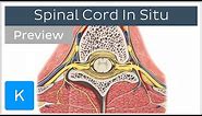 Spinal Cord in situ (preview) - Human Anatomy | Kenhub