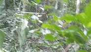La #caoba (Swietenia macrophylia) está prácticamente extinta en la mayor parte de la Amazonía. Sin embargo, hoy pocos pobladores quieren conservar los últimos individuos que se encuentran en estado natural. @todos #unidos por un #honoriaverde comprometidos con la #conservación. Conciencia SIG EAU VENT Turismo de Aventura - TOE Rivera Condominios | Michel David Rivera Mallma