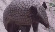 How do armadillos protect themselves?