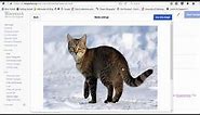 How easy is Wikipedia's new Visual Editor to use - 5 min walkthrough