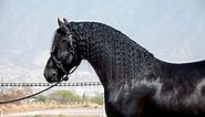 Black Horse Breeds: A Comprehensive Guide