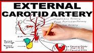 External Carotid Artery