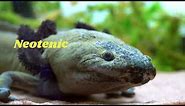 Saving one of the world’s rarest amphibians - Lake Pátzcuaro salamander