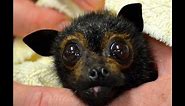 Funny Face - cute juvenile flying-fox (bat) with cleft lip and palate