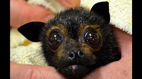 Funny Face - cute juvenile flying-fox (bat) with cleft lip and palate