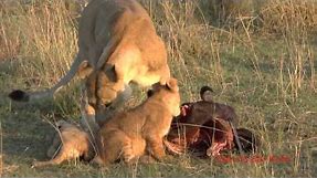 Lion cubs and mothers, playing and eating, get interrupted by Daddy
