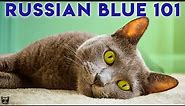 RUSSIAN BLUE CAT 101 - Watch This Before Getting One!