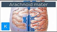 Arachnoid Mater Brain Layer - Human Anatomy | Kenhub