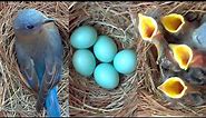 A Fascinating Look at Baby Bluebirds: Time-Lapse Video with Live Nest Box Cam