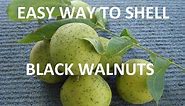 How to Harvest and Shell Black Walnuts