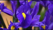 How to Plant and Grow Dutch Iris Bulbs