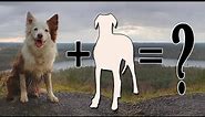 8 Border Collie Mixes: Your Complete Guide Of Collie Mix Breeds : Dog Lovers