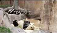 Most adorable, cute, funny panda bear video at San Diego Zoo 2016
