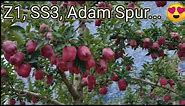SS3 Apple Variety , Adam Spur , Z-1 || Kashmiri Apple