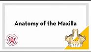 Basic Anatomy of the Maxilla