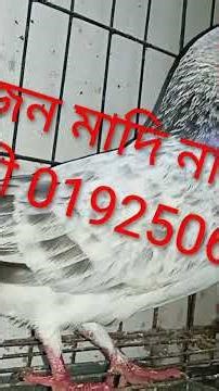 আলহামদুলিল্লাহ সবই দোয়া করবেন