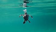Baby Sea Turtle swimming