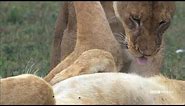 Mane Event: Lion Cuddle Puddle | Nature's Great Events | BBC America