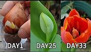 Planting flowers | How to plant tulips from bulbs | Grow tulips from bulbs in pots | planting tulips