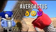 Aver cactus quedate quieto un momento recopilacion meme - noOriginal - 😳👌😈