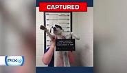 Bad dog! Florida cops post mug shot of stray dog they found