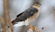 Sharp-shinned Hawk Photos and Videos for, All About Birds, Cornell Lab of Ornithology