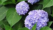 Growing Blue Hydrangeas - Hydrangea Colors  | Gardener's Supply