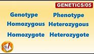 Genotype, Phenotype, Homozygous, Heterozygous, Homozygote, Heterozygote (FL-Genetics/05)