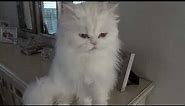 Persian cat talking cat talk with me.