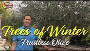 Trees of Winter: Fruitless Olive