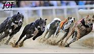 Greyhound dog racing - Track race 480m