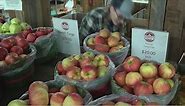 What to know for Apple, Pumpkin Picking Season around Rochester: Places, hours, rules