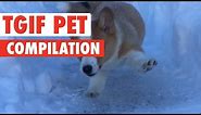 TGIF Pets Video Compilation 2017