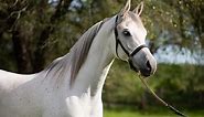 Meet the World's Oldest Horse Breed: the Arabian Horse