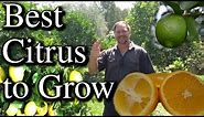 Top Five Citrus Fruit Trees To Grow in Your Backyard