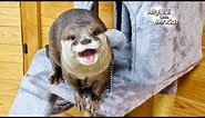 A Furious Otter Aty Is Unexpectedly Cute [Otter Life Day 900]