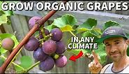How To Grow Organic Grapes ANYWHERE In ANY Climate