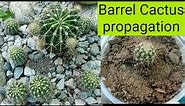 How To Propagate Barrel Cactus||#Cactus(Golden Barrel Cactus) Home Fairy Garden