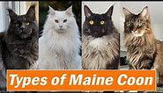Different Types of Maine Coon Colors and Pattern |Which is your Favorite ?