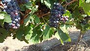 Israel: the origin of the world's grapevines? - ISRAEL21c