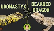 Uromastyx vs Bearded Dragon - Head To Head