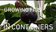 Complete Guide to Growing Fig Trees in CONTAINERS