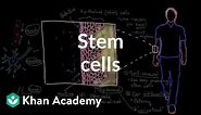 Stem cells | Cells | MCAT | Khan Academy