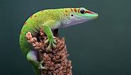 Types of Lizards: Identification Guide with Pictures | Animal World