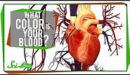 What Color is Your Blood?